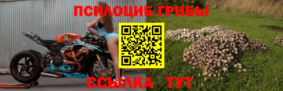 Галлюциногенные грибы Psilocybine cubensis Чапаевск